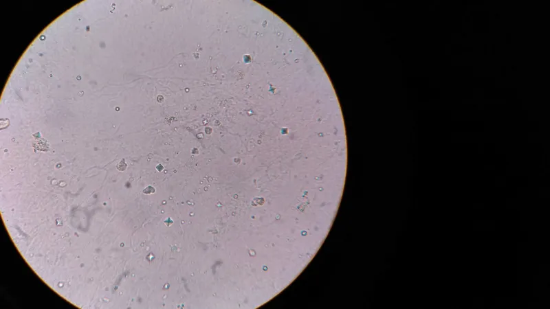 Eyepiece as Protest: How Citizen Artists Are Using Microscopy to Reclaim the Narrative of Water Quality