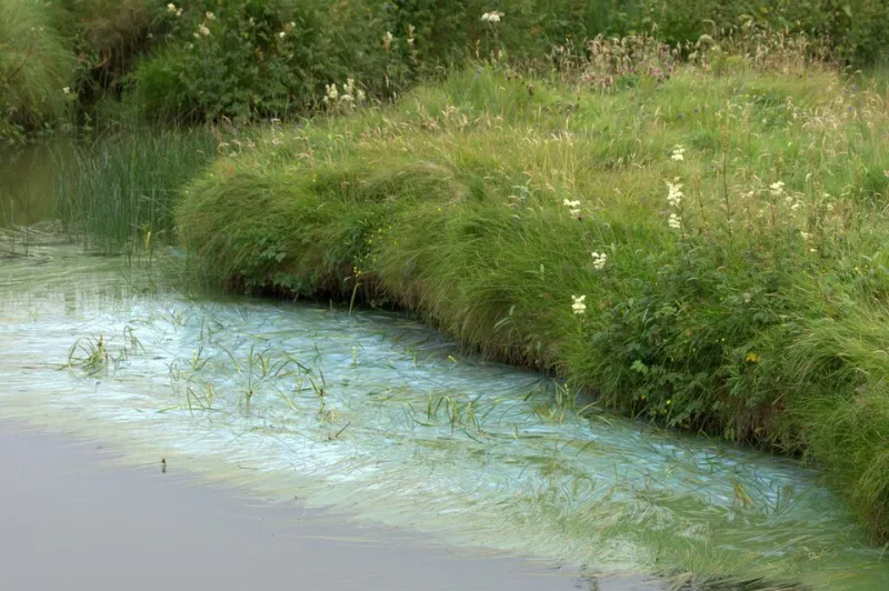 Toxic and Transfixing: How Artists Are Turning Algal Blooms Into Unsettling Masterworks