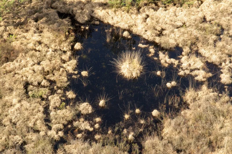 When the Marsh Becomes the Medium: Artists Who Let Ecosystems Lead the Work